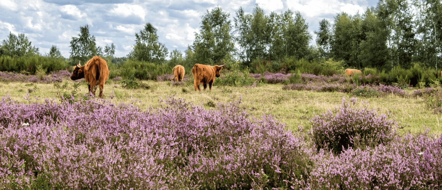 Landschaft