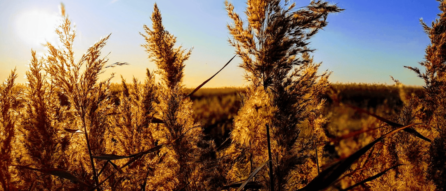 Feld mit Sonne